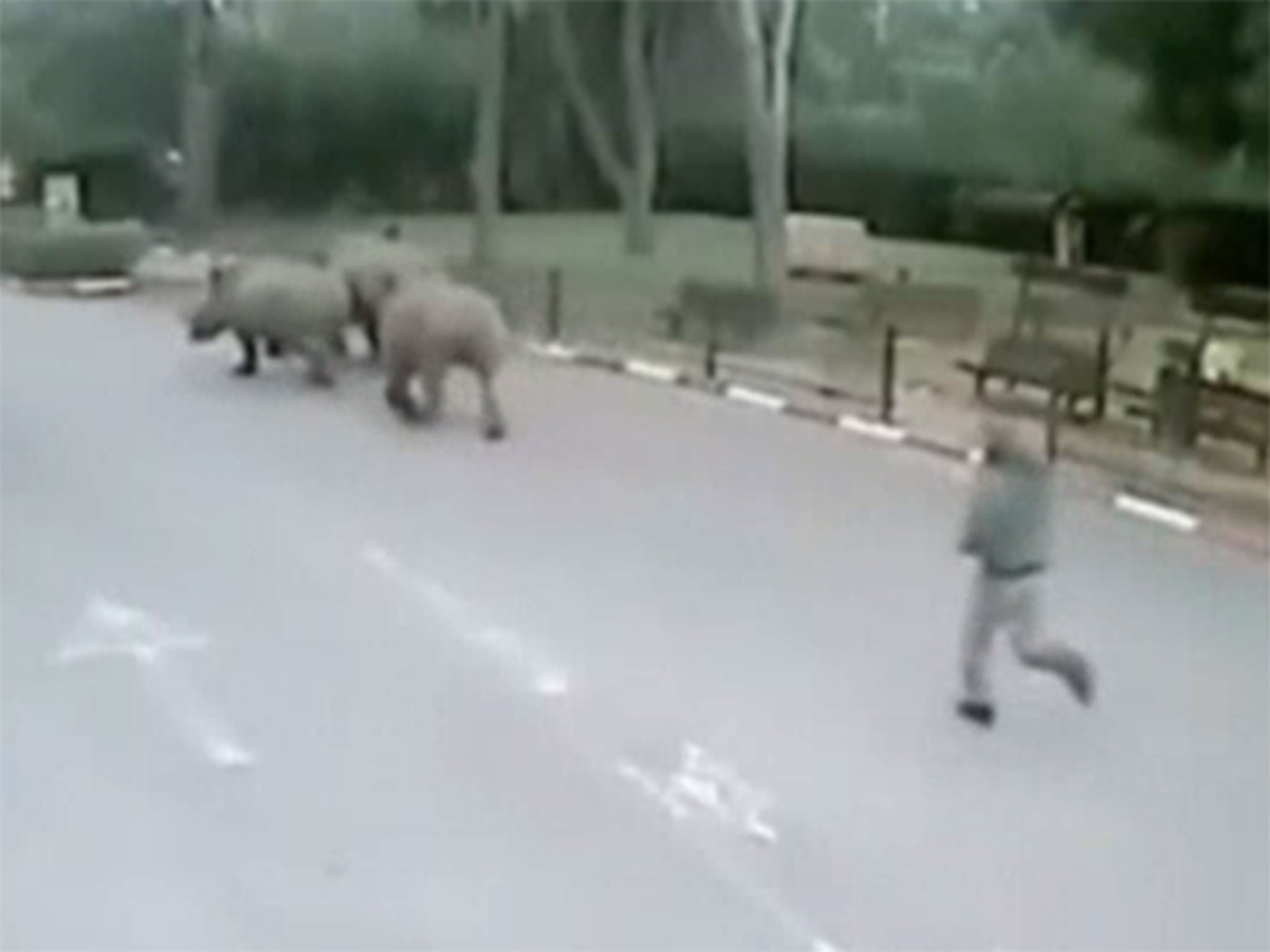 The three female rhinos escaping the safari park in Tel Aviv