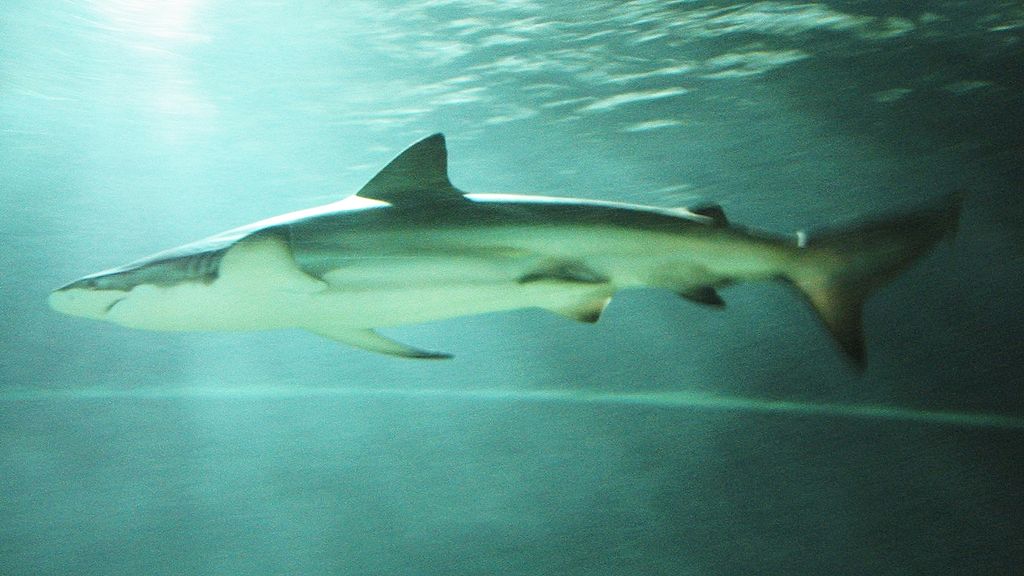 A bronze whaler shark, the variety believed to be responsible for the attack