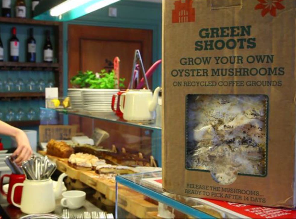 The social enterprise Green Shoots takes donated coffee grounds to Dartmoor prison, where prisoners use them to grow oyster mushrooms