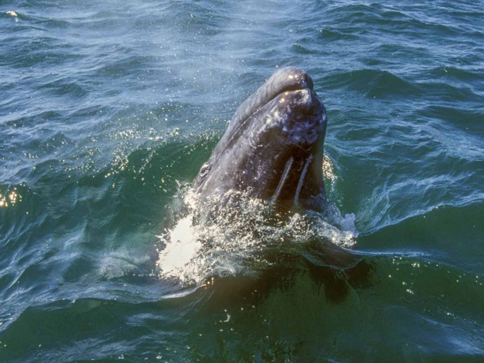 Grey whales can weigh up to 36 tonnes
