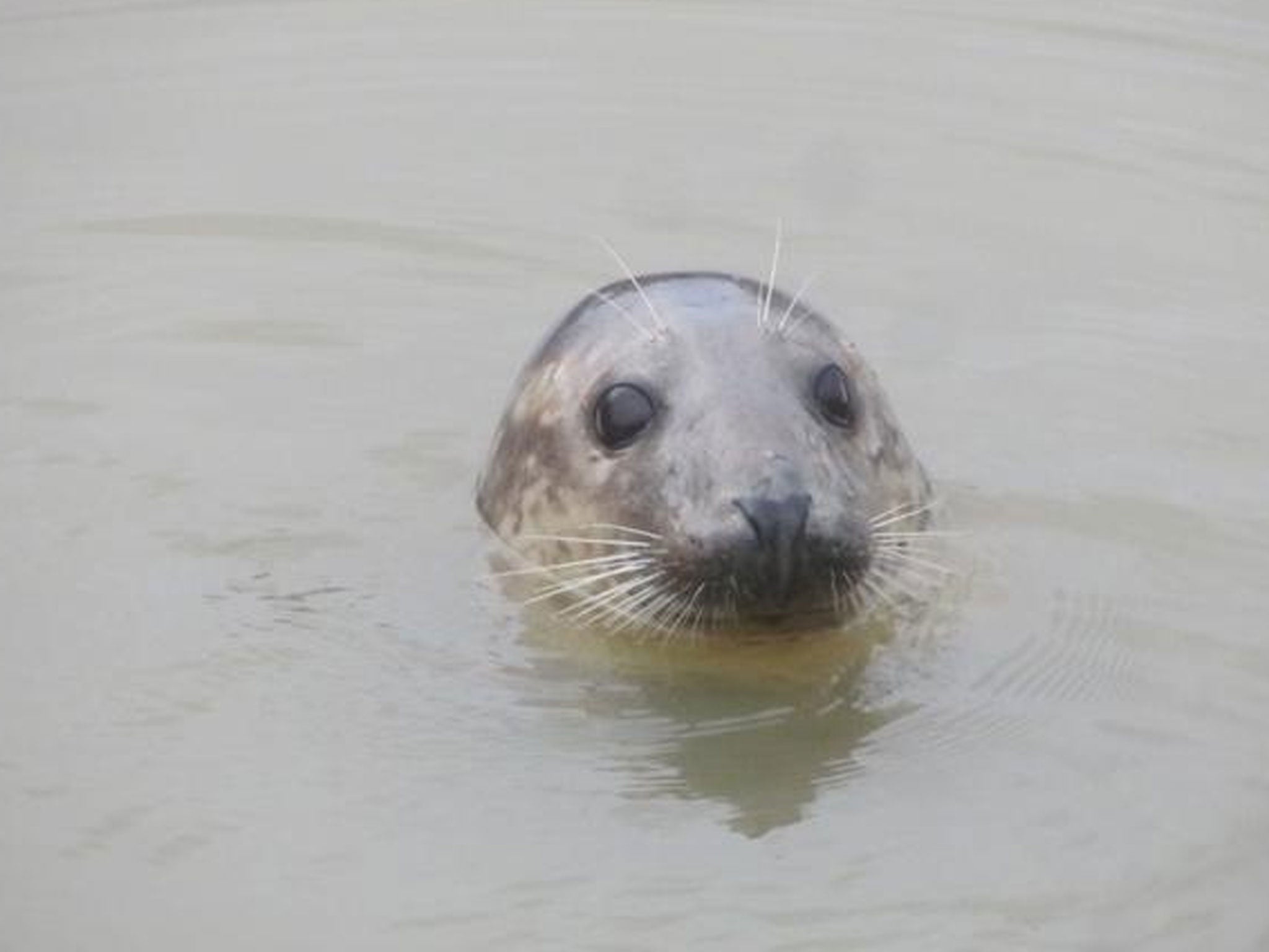 A seal spotted in the River Thames by an RNLI crew member