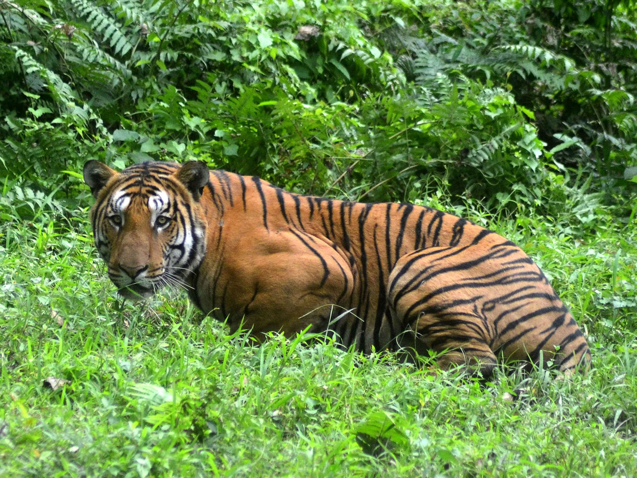 A century ago an estimated 100,000 tigers roamed India's forests