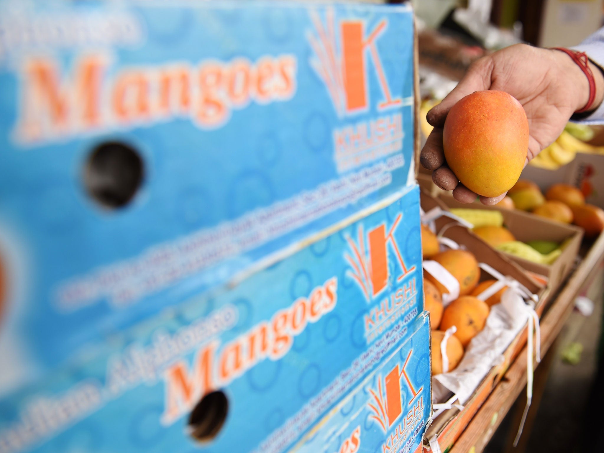 Imports of Alphonso mangoes will begin again in March
