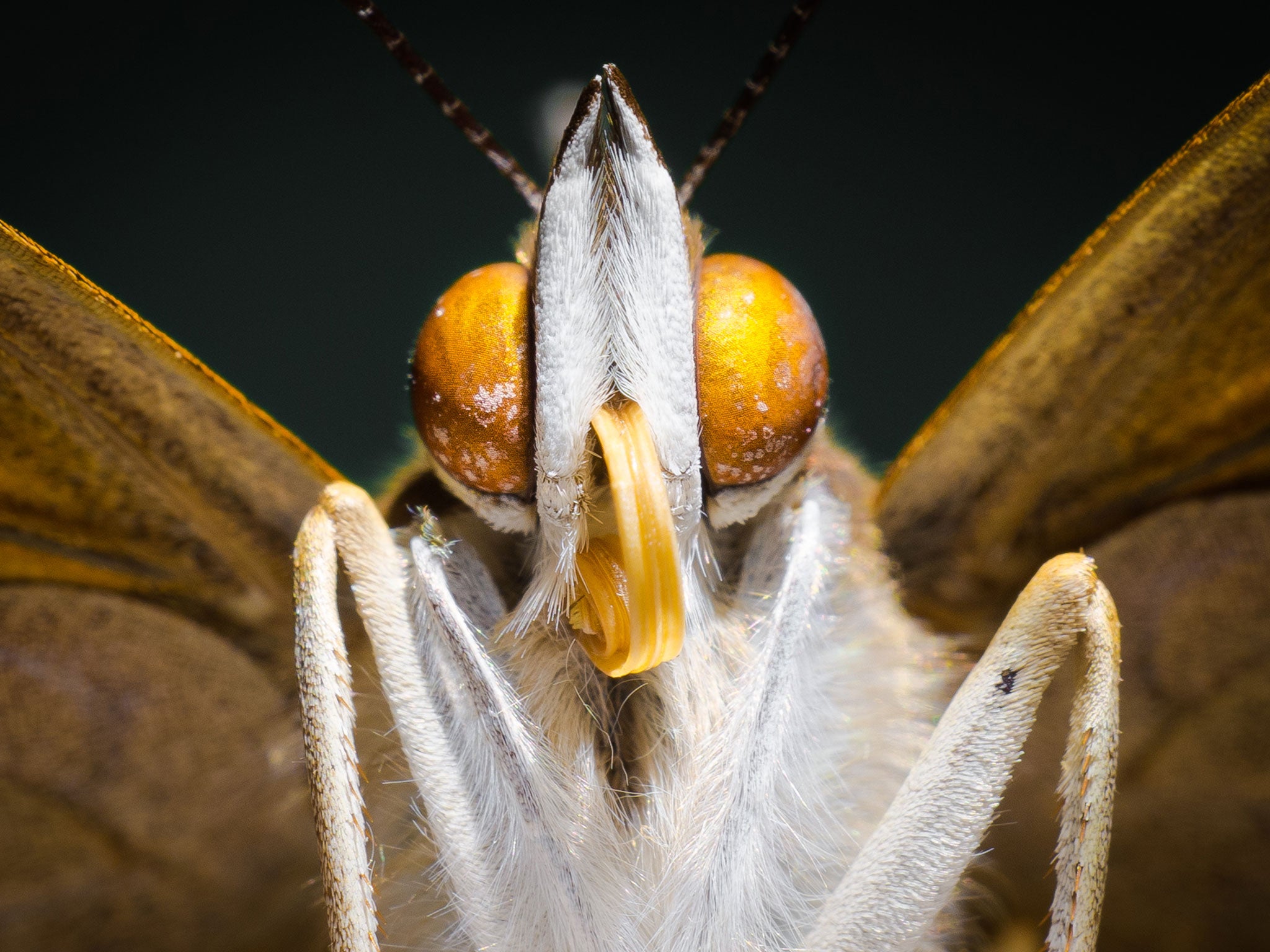 A Purple Emperor Butterfly's head is pictured up close at the Haslemere Museum in Surrey