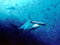 Australia scraps shark protections — and continues its backwards environment policy