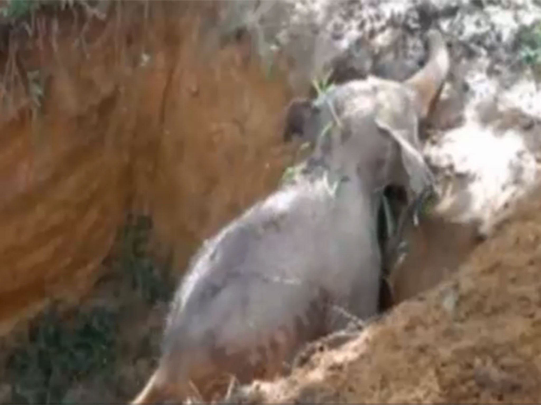 The elephant was believed to have been trapped for 24 hours