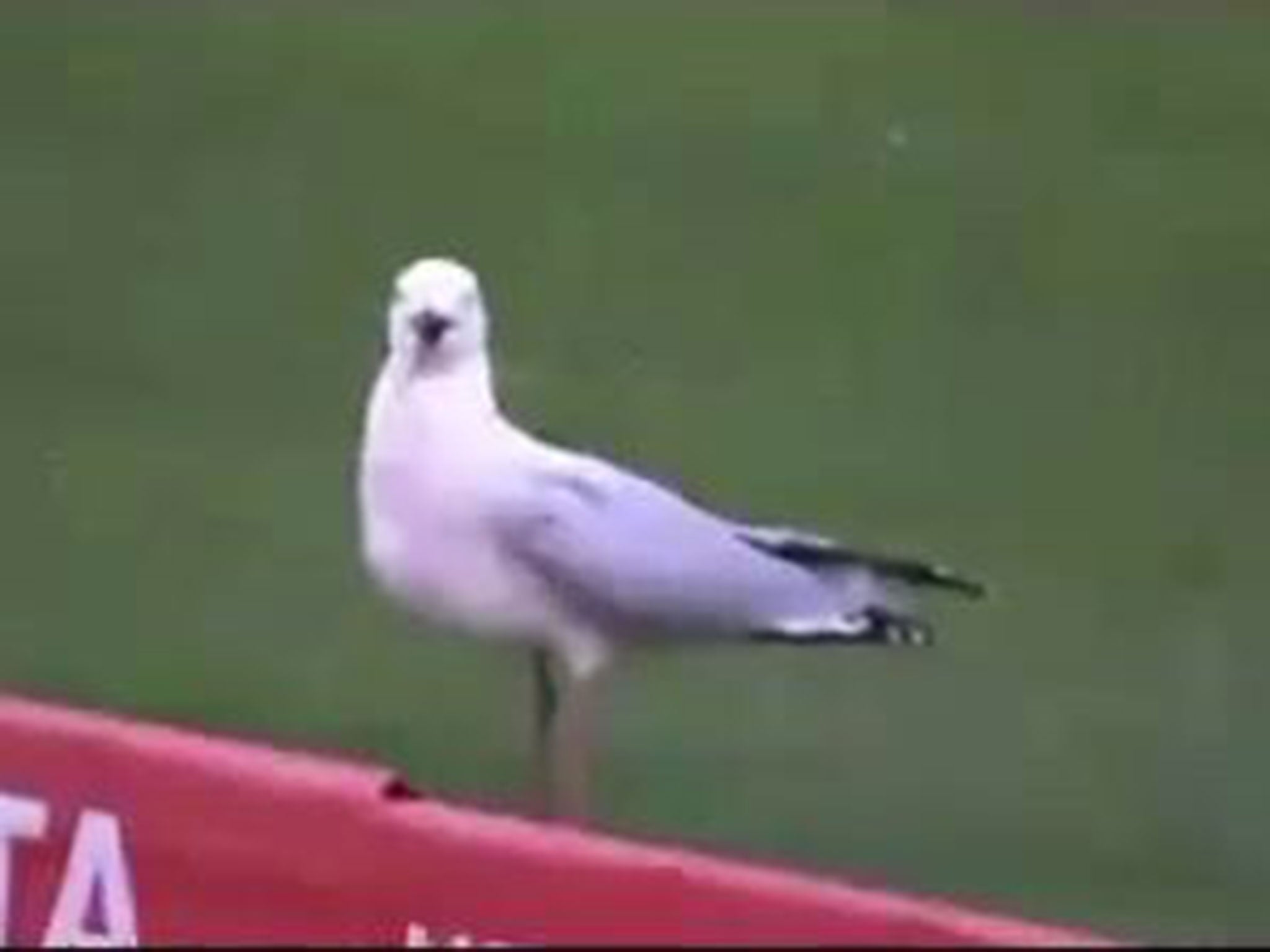 The seagull regains its feet after being hit by the ball