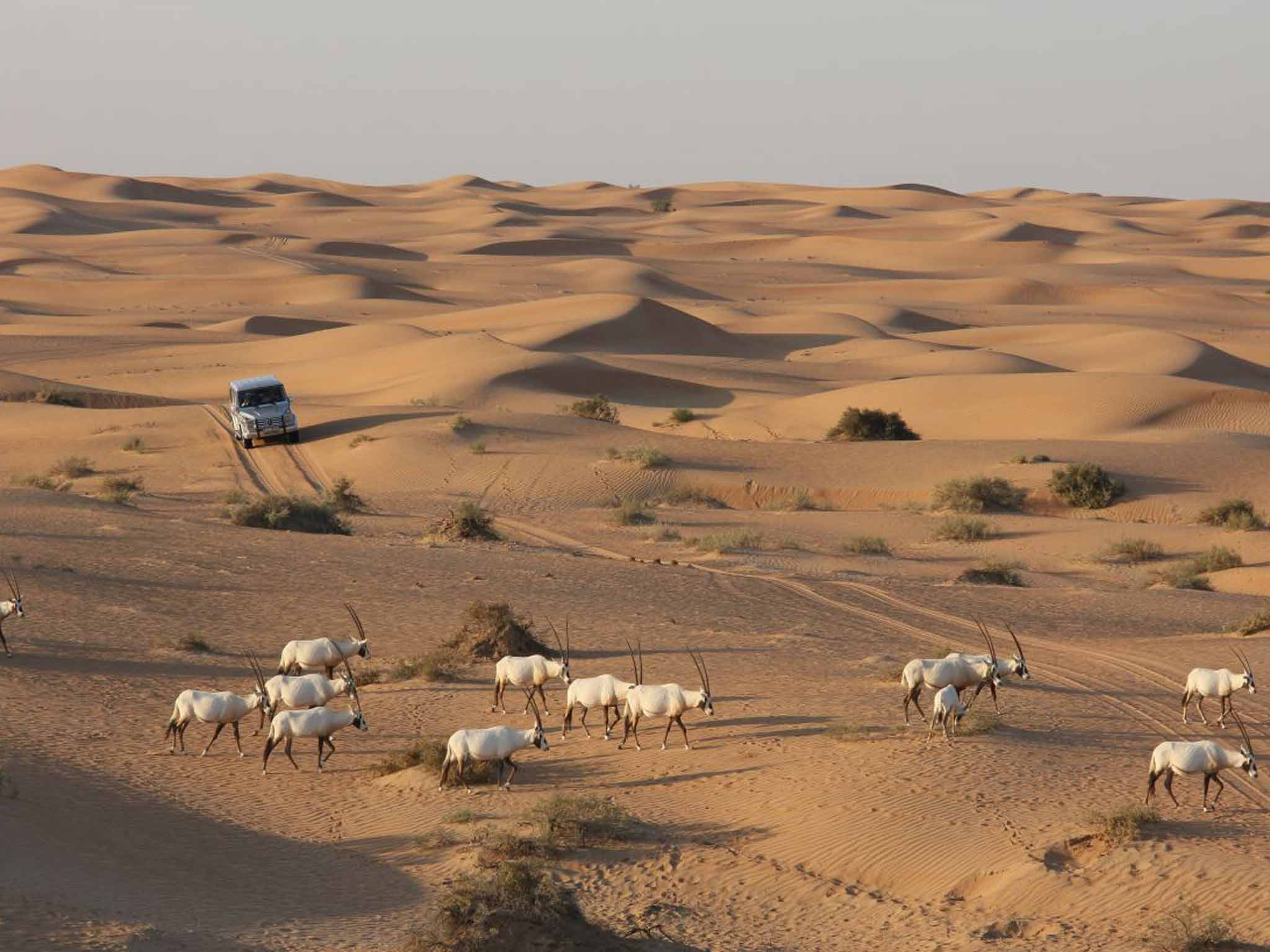 Sand safari: take a drive through the desert