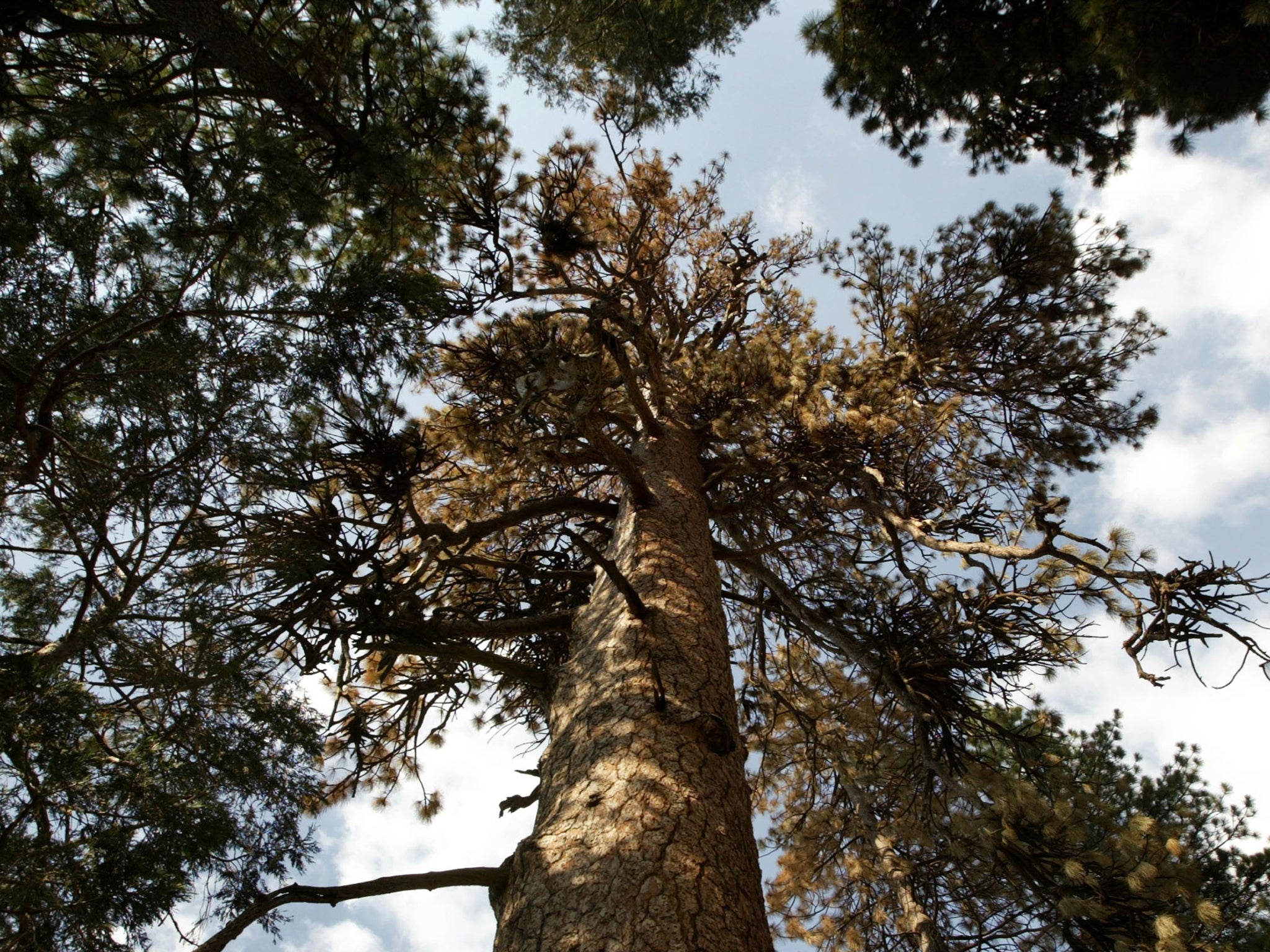 Older, larger trees are declining because of disease