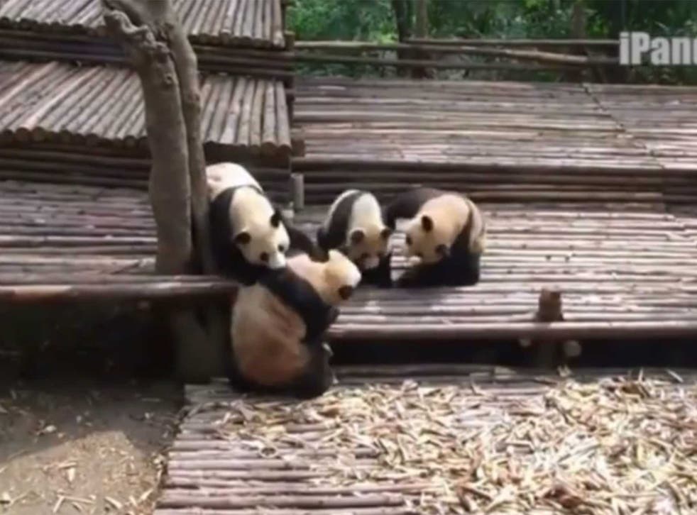 Panda cubs brawl to boredom