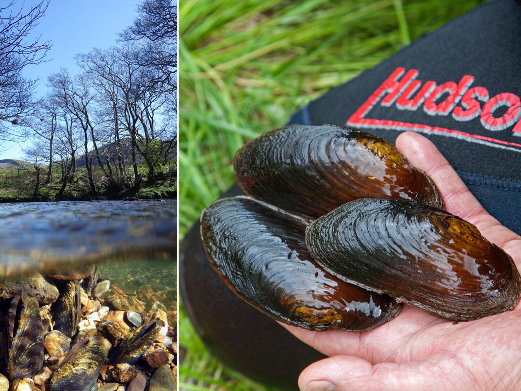Number so freshwater mussels in Cumbria have plummeted from up to three million in the 20th century to 500,000 (Alamy)