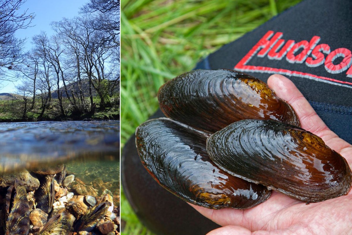 Growing mussels: Precious freshwater shellfish are thriving in a unique ...