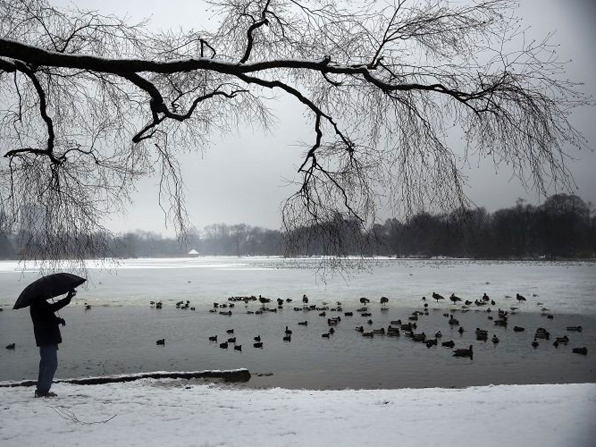 A man takes a picture of ducks and geese at a lake in Brooklyn's Prospect Park on 24 January