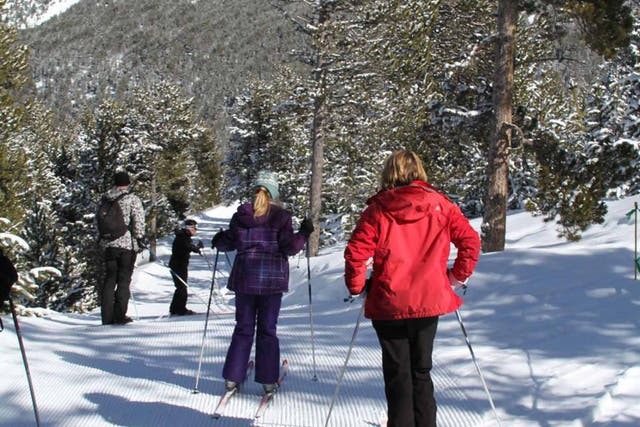 Cross-country ski routes wind through the woods