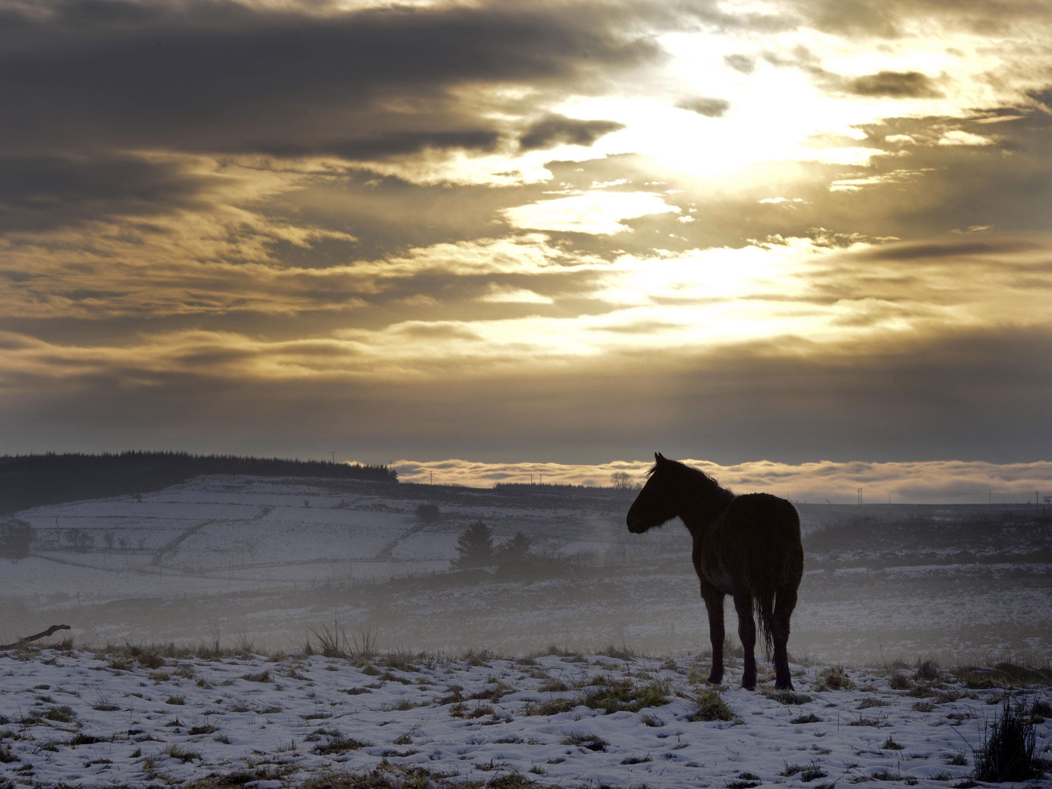 A wild horse makes its way across snow covered fields on Divis mountain in Belfast, Northern Ireland. (Getty Images)