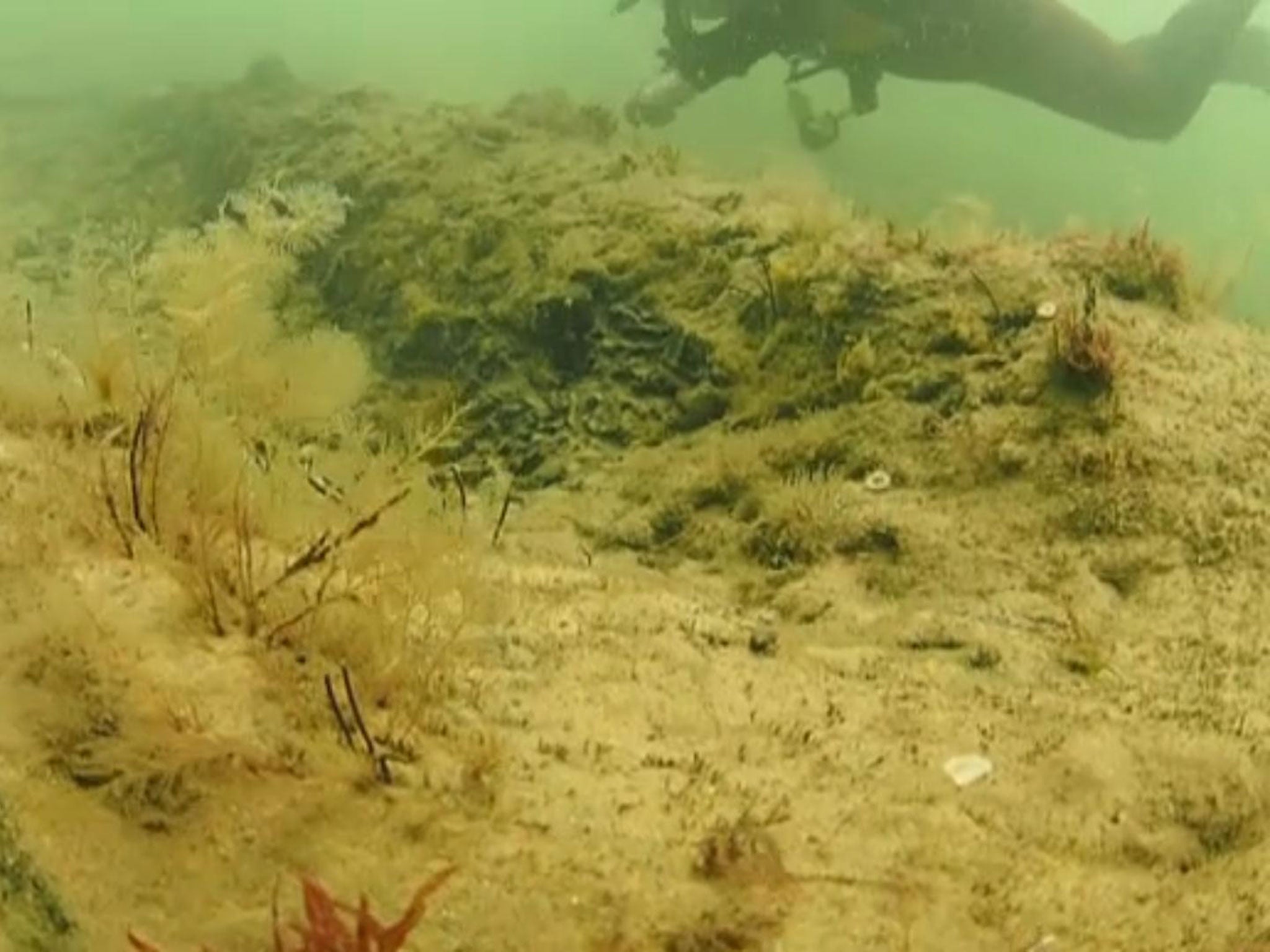 Rob Spray and Dawn Watson took footage of the underwater forest near Norfolk