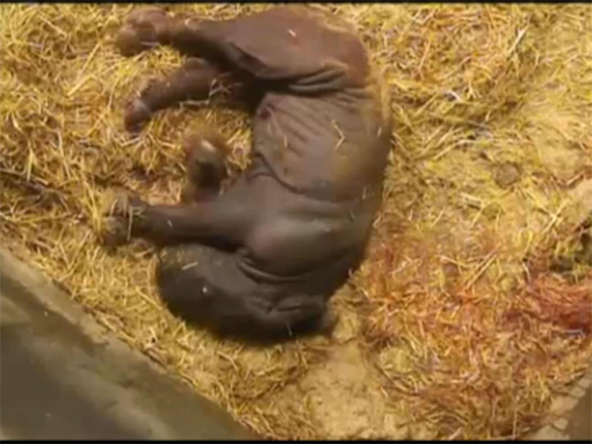 The last rhino to be born at Copenhagen Zoo was in 1985