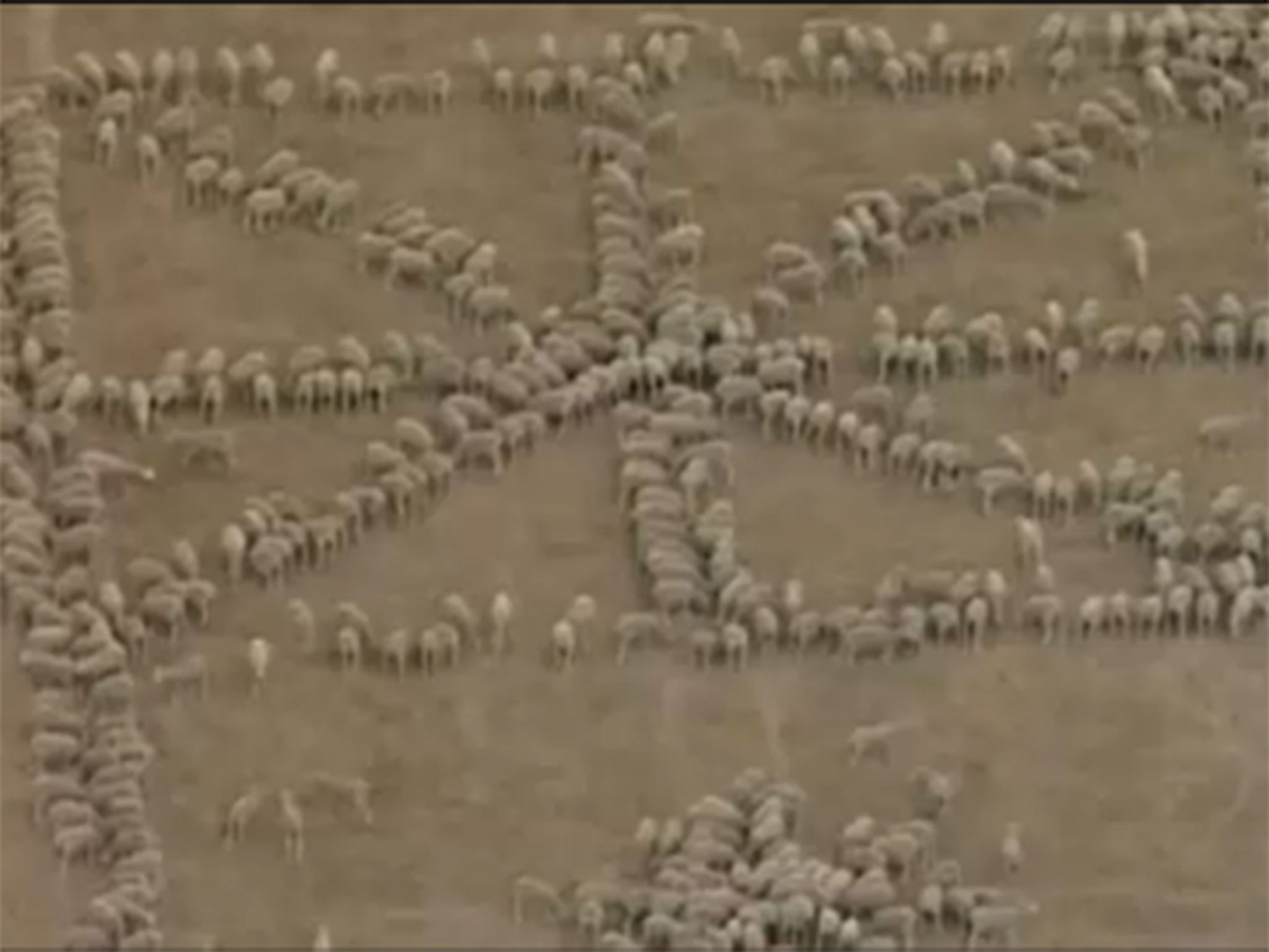 It took 1030 sheep to create the flag