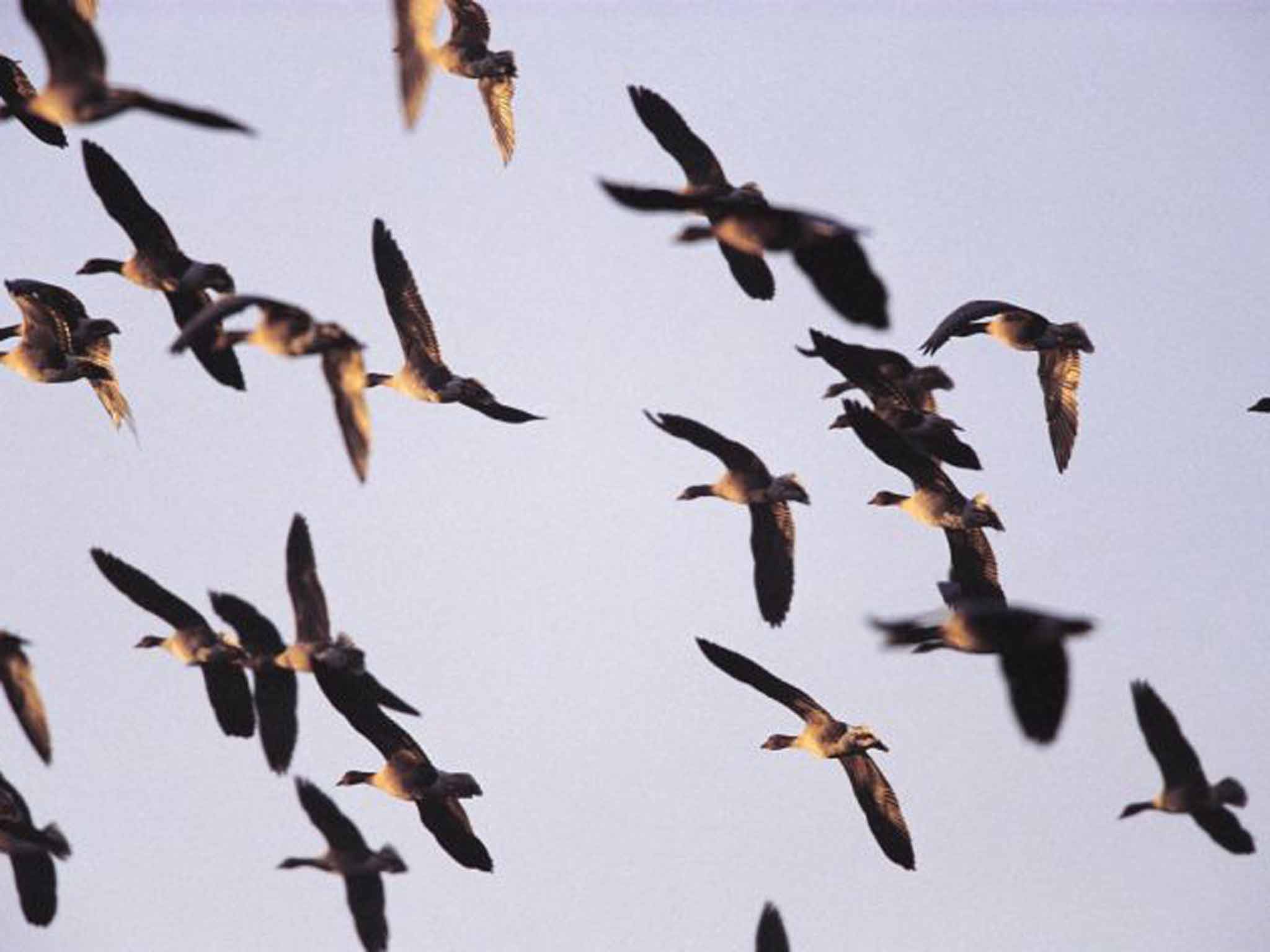 Pink-footed geese can be seen at Snettisham reserve in Norfolk (RSPB)