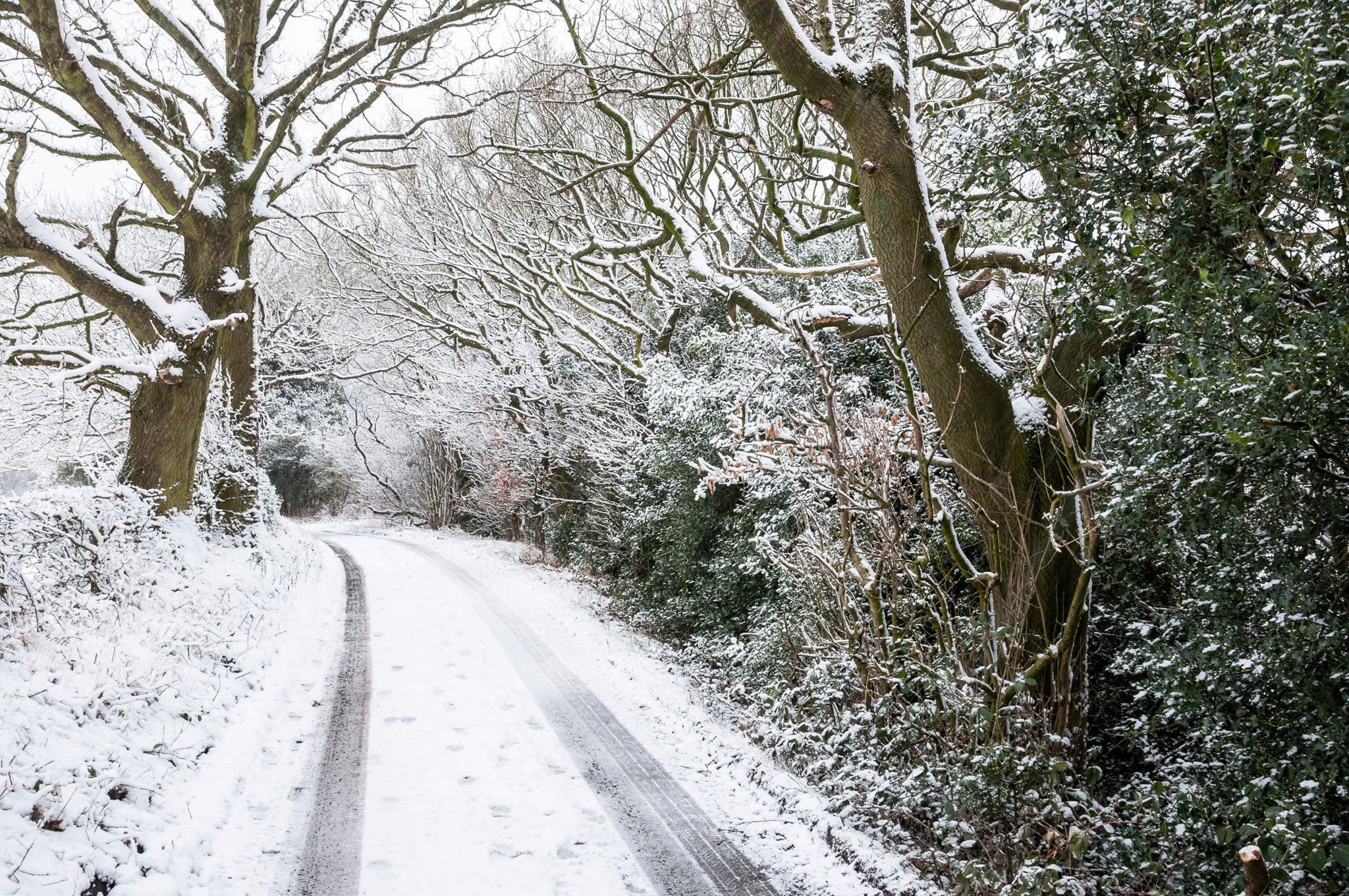 A snow-covered English country lane lined with oak and holly trees