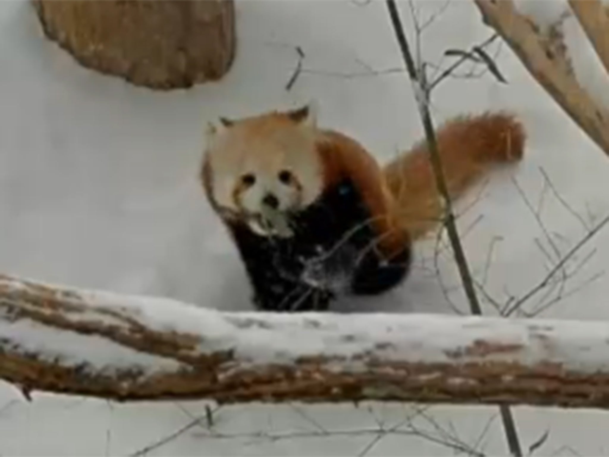 The little red panda plays in the snow in New York