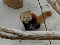Watch adorable red pandas frolic in the snow in New York
