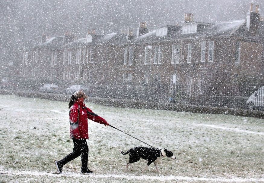 A dog walker in a snow blizzard in Sterling today