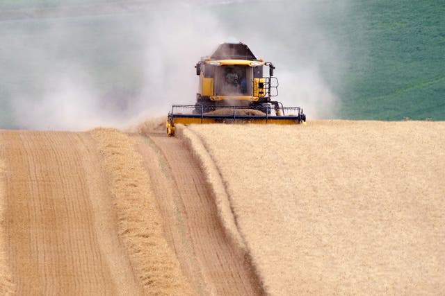 A French farmer harvests a wheat field in Civray-sur-Esves, central France. Wheat hit peak production in 2004