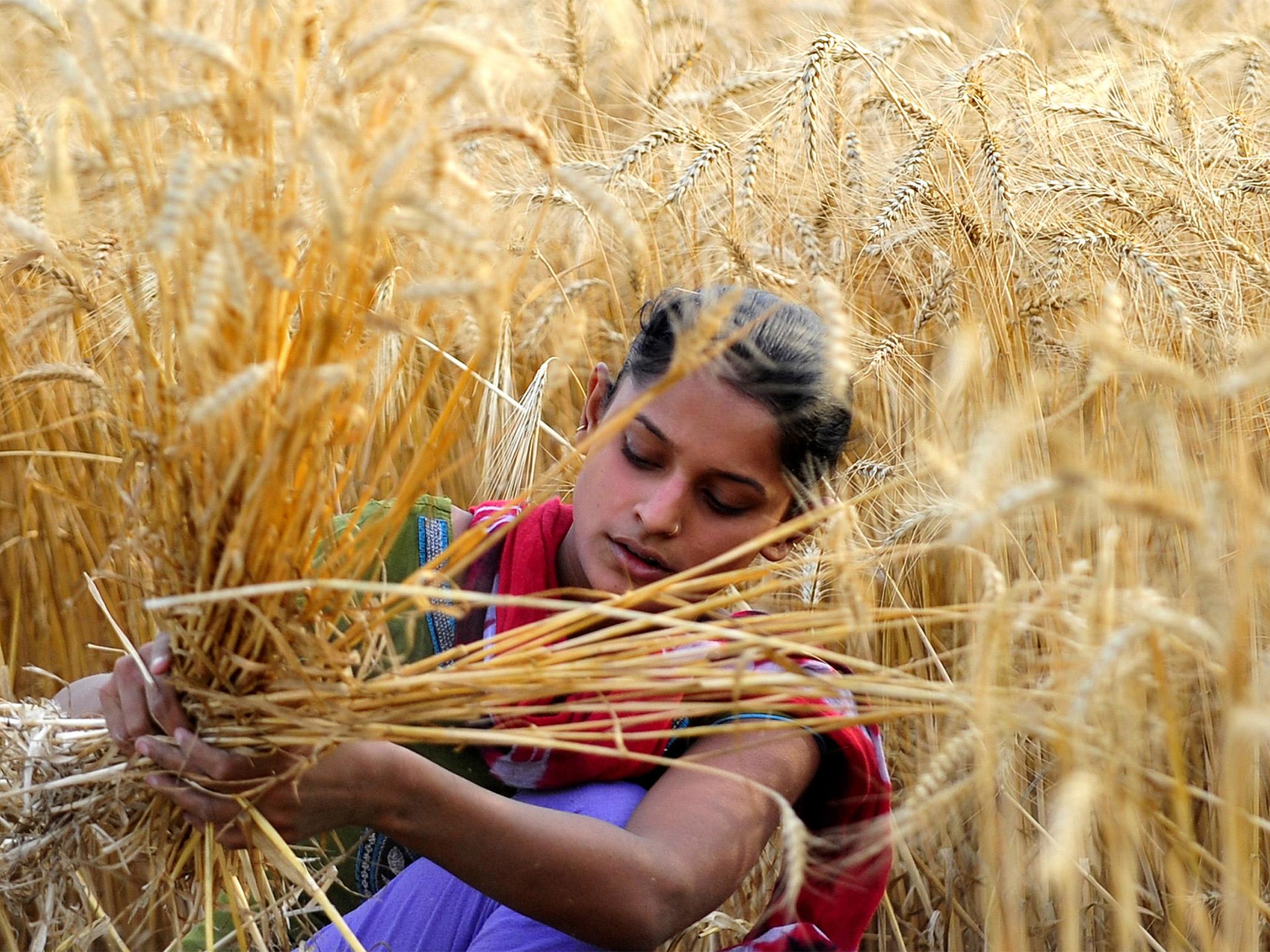 Indian farmers are set to receive higher prices for their produce