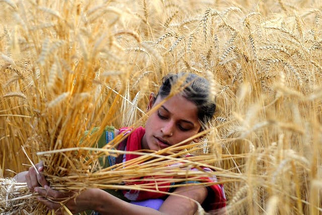 Indian farmers are set to receive higher prices for their produce