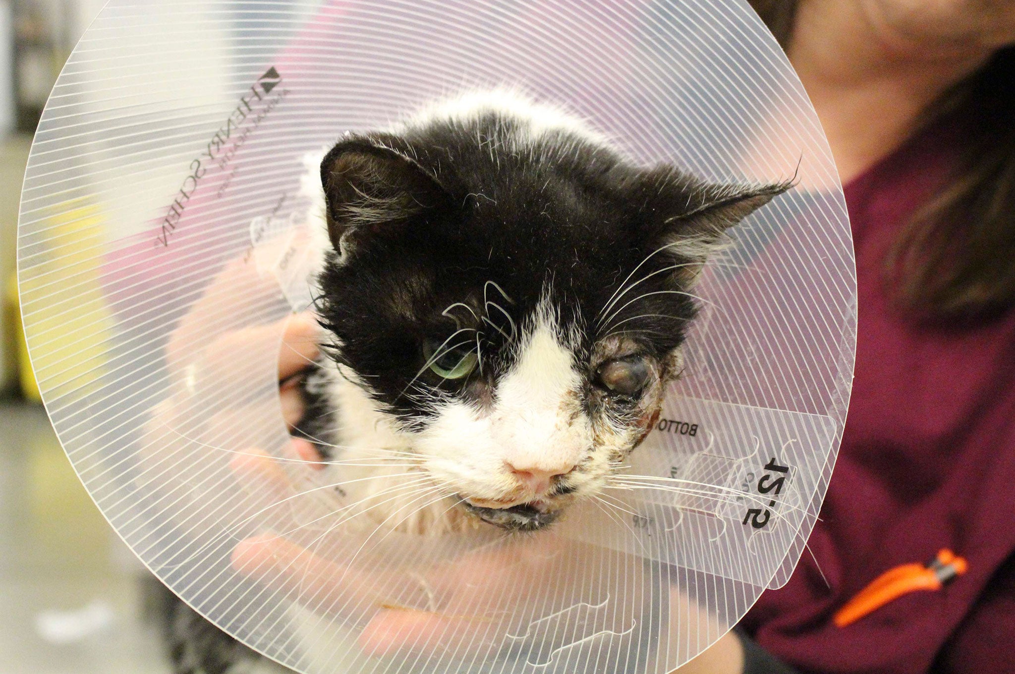 Heartbroken cat spends YEAR living by dead owner's grave - World