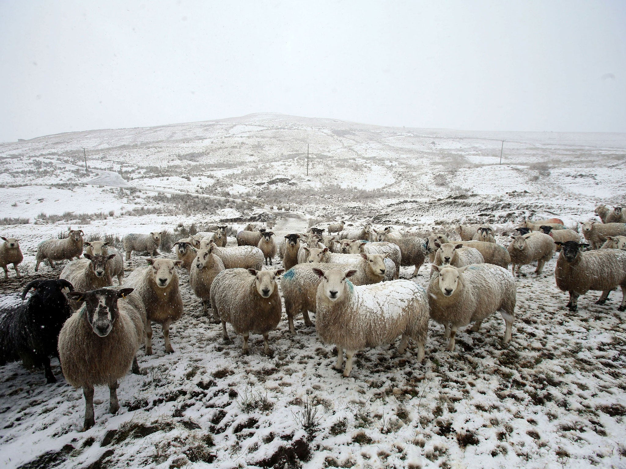 Sheep in snow, in the Glens of Antrim, as an orange weather alert is announced in Northern Ireland