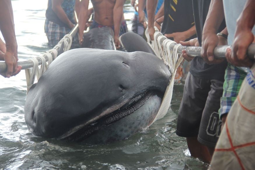 Rare megamouth shark washes up onshore in the Philippines