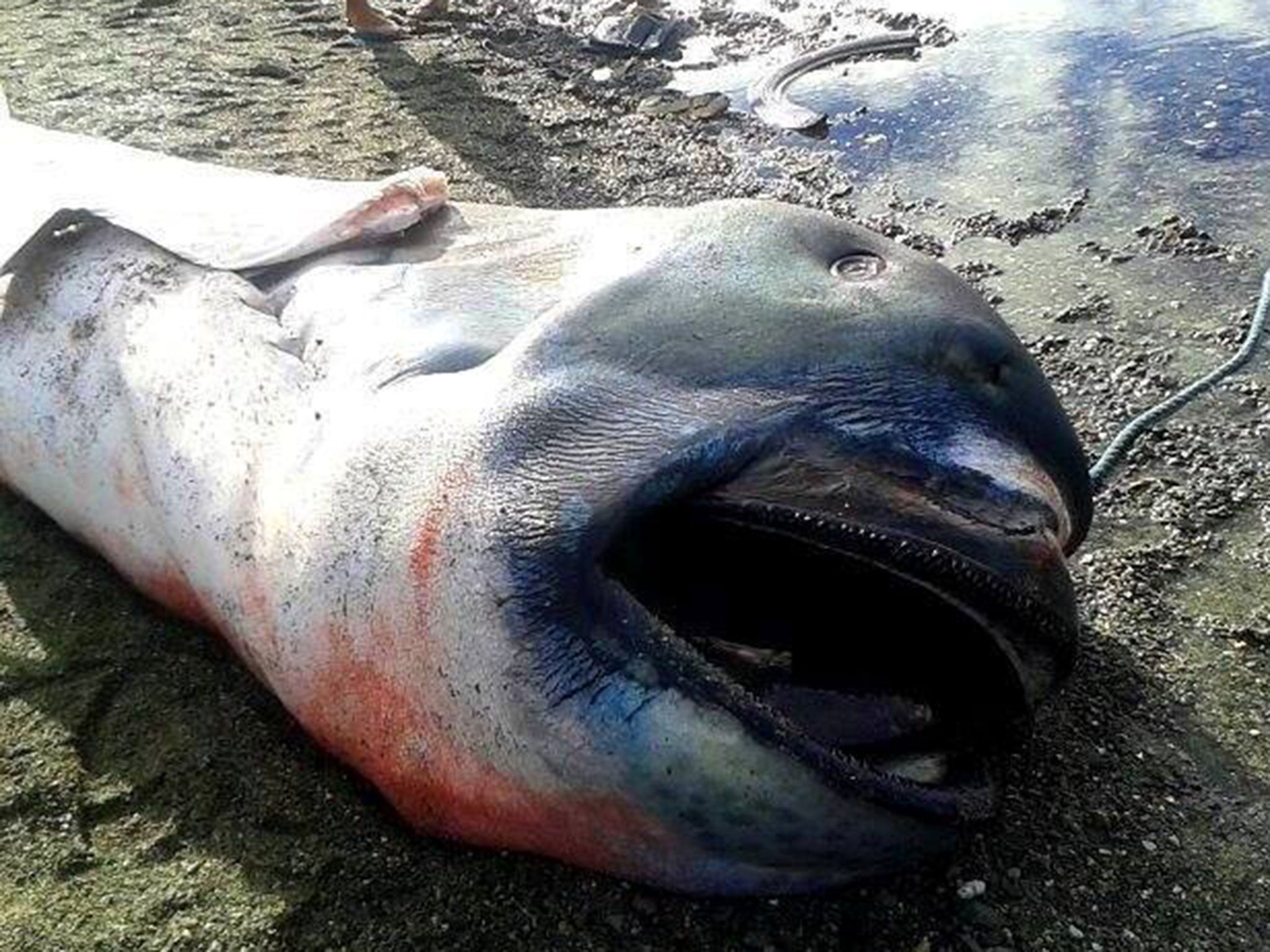Rare megamouth shark washes up onshore in the Philippines, The Independent