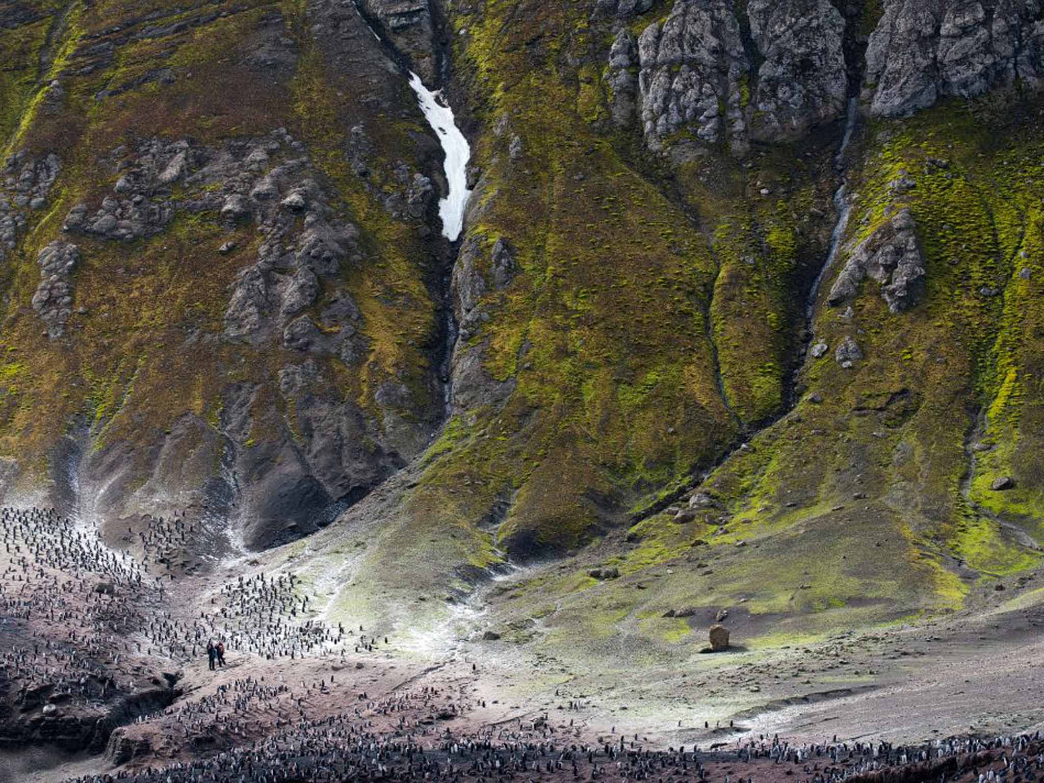 Winner: Landscape category - Penguins in the South Shetlands (Baily Head, Deception Island, Antarctica) by Fred Barrington