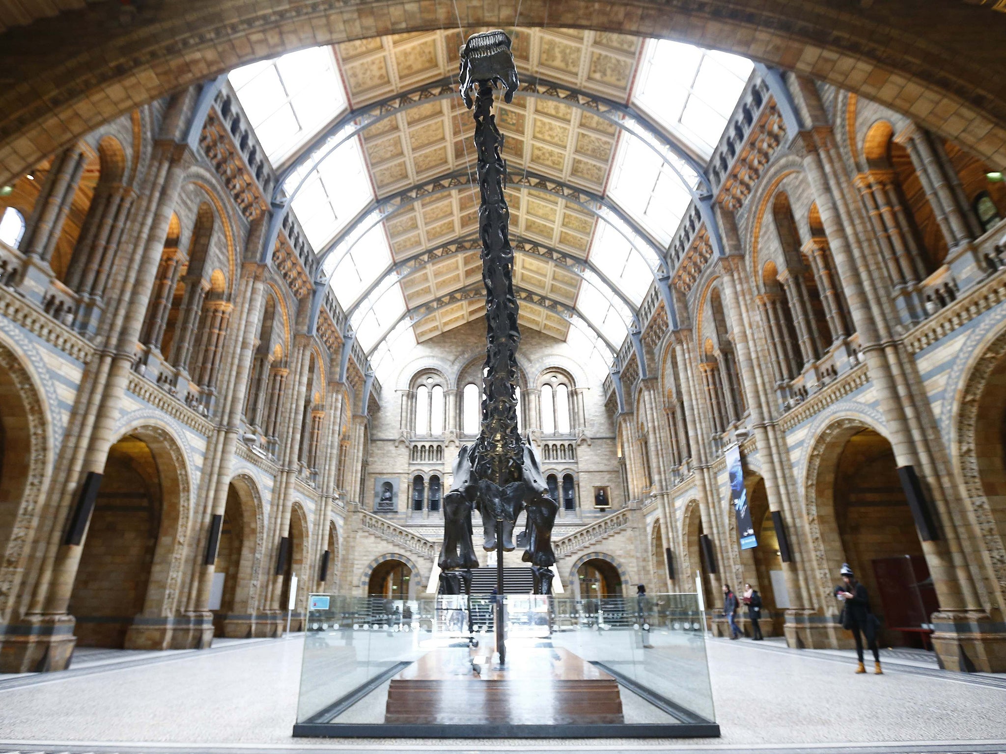 Dippy will be replaced by the giant skeleton of a blue whale in 2017