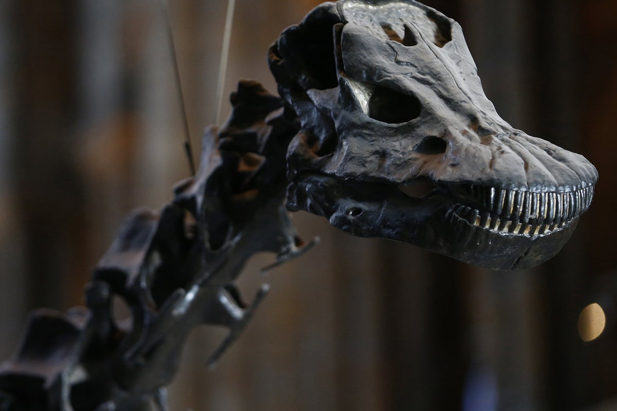 Save Dippy: Natural History Museum dinosaur loses his spot | The ...