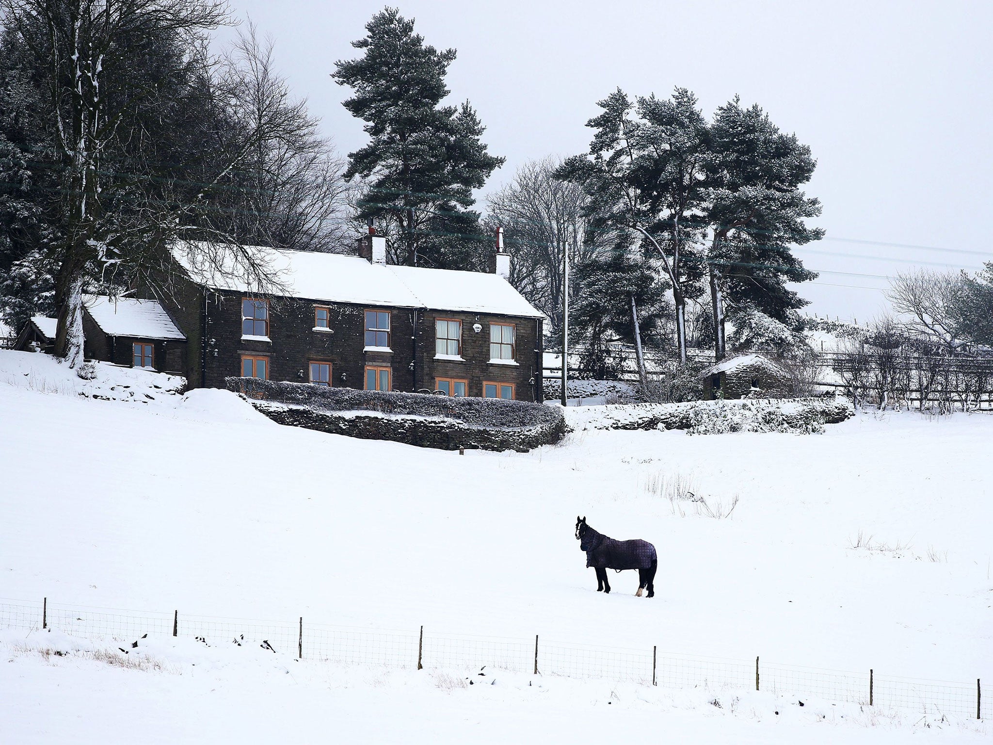 A horse stands in the snow in Langley