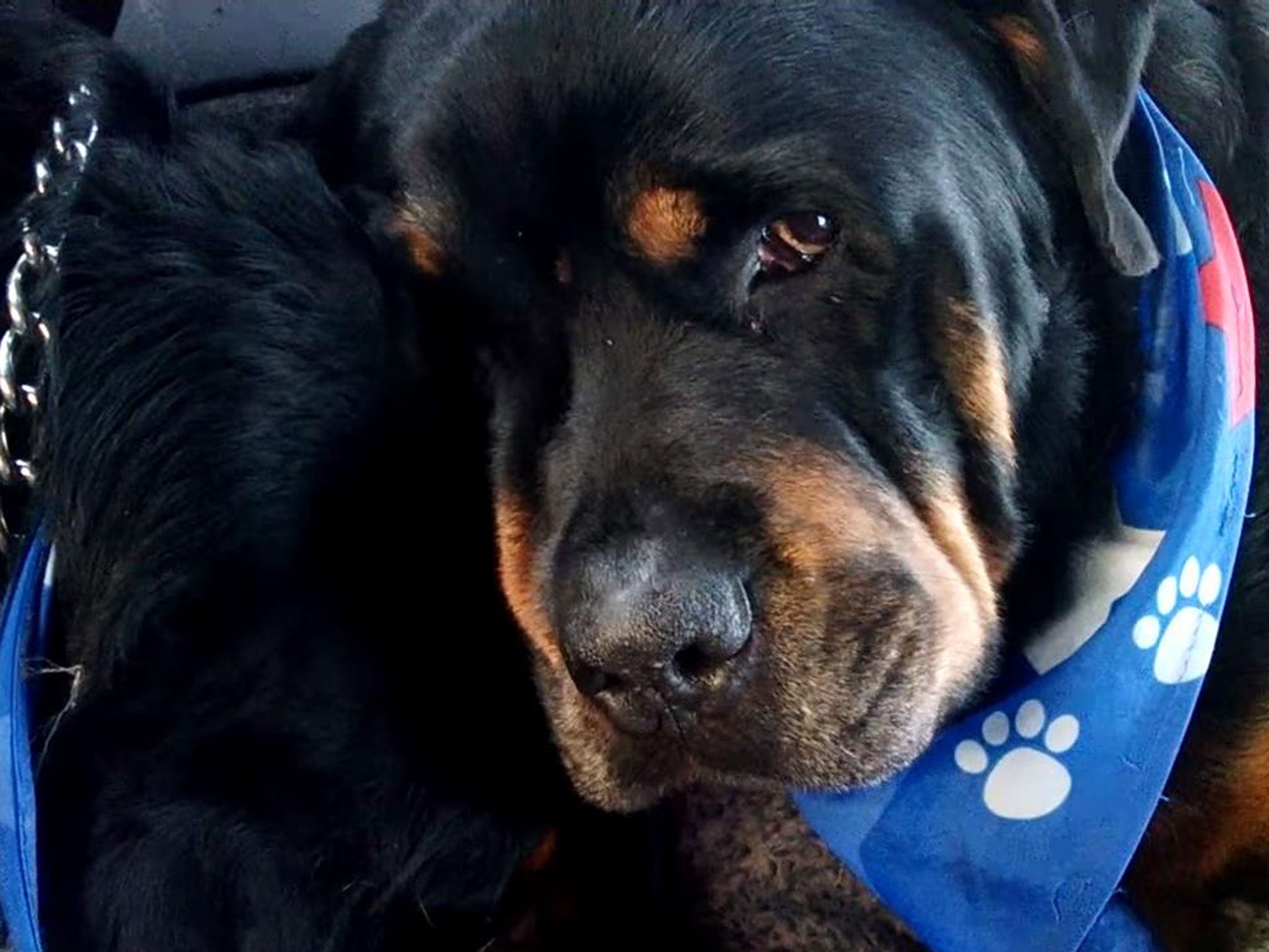 The owner of the Rottweiler claimed he was 'grieving' over his dead brother's body