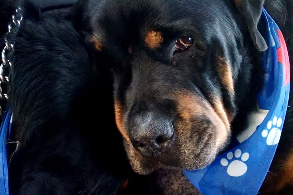 Video shows Rottweiler 'crying and grieving' over its dead twin brother ...
