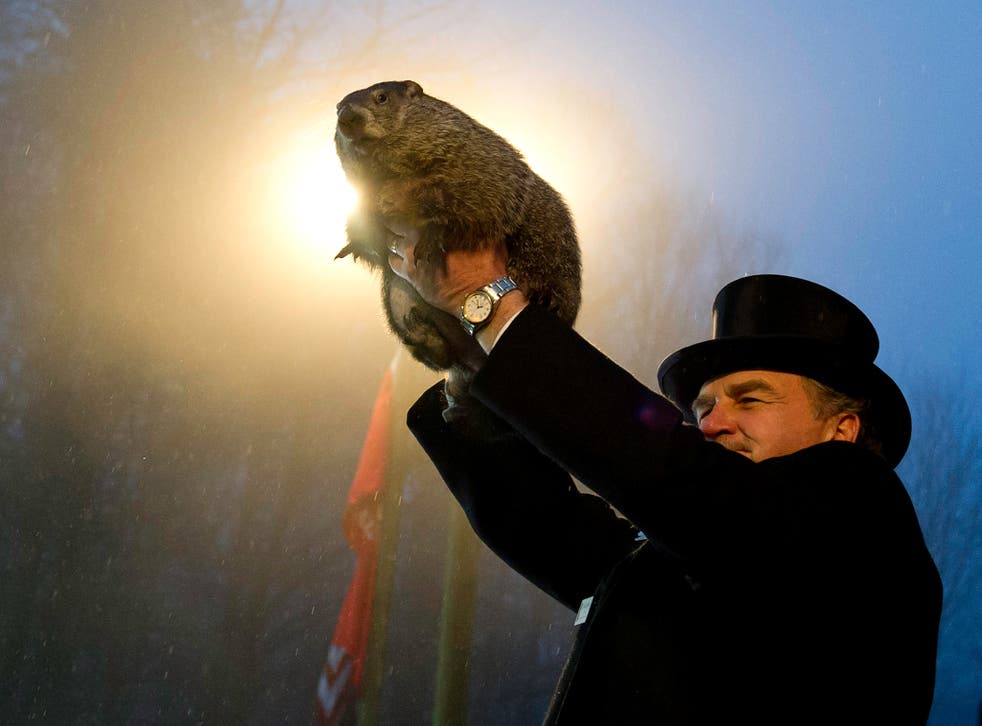 Punxsutawney Phil appears at Groundhog Day 2014