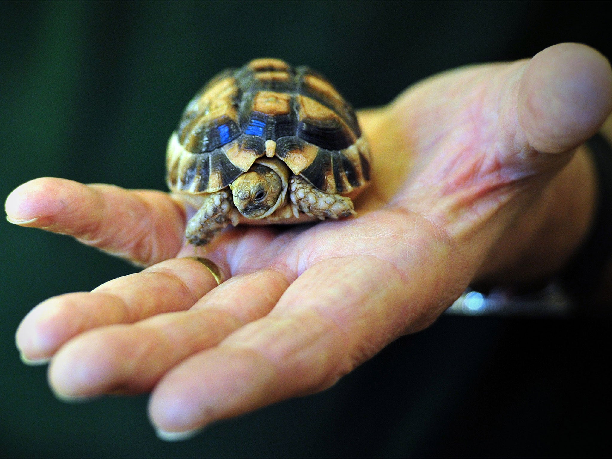 A tortoise, similar to the animal pictured, went missing twice in one weekend