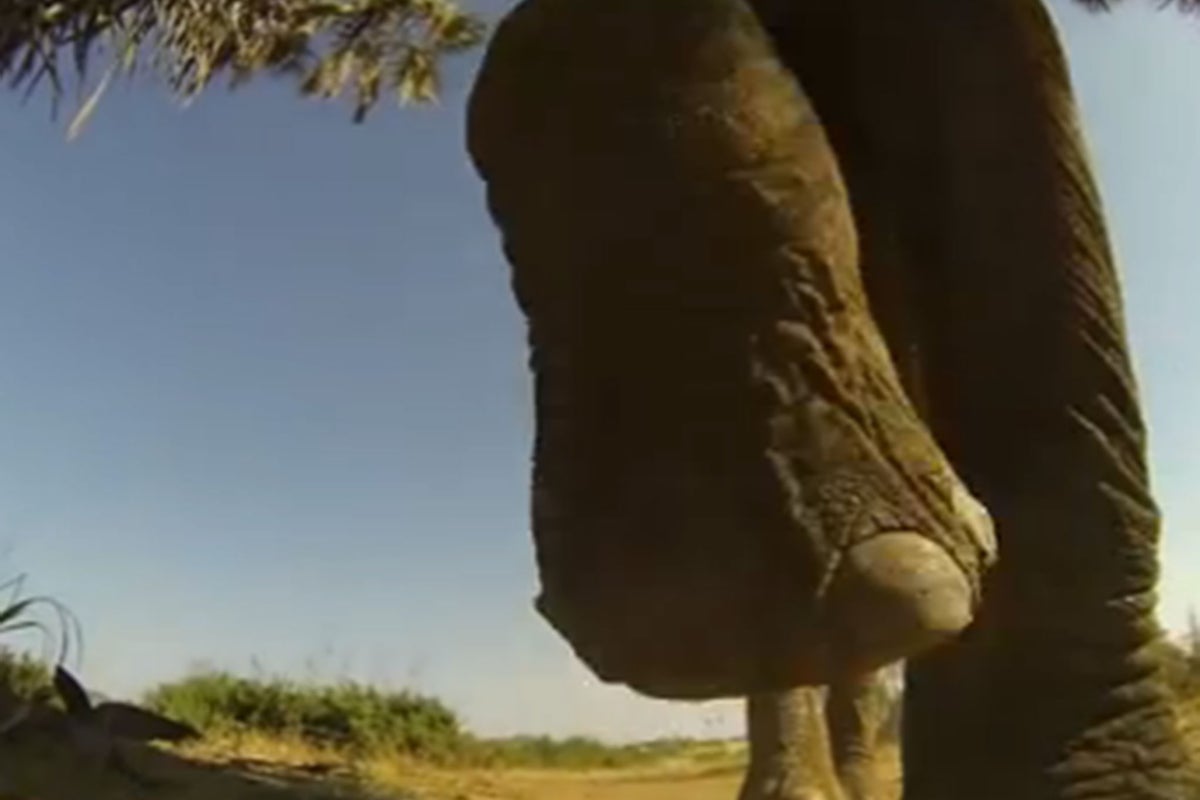 Video: Watch rogue bull elephant crush photographer's GoPro on Kenyan ...