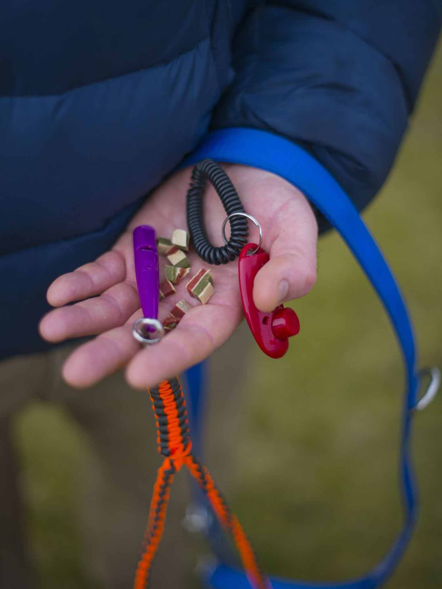 Craig MacLellan's canine kit