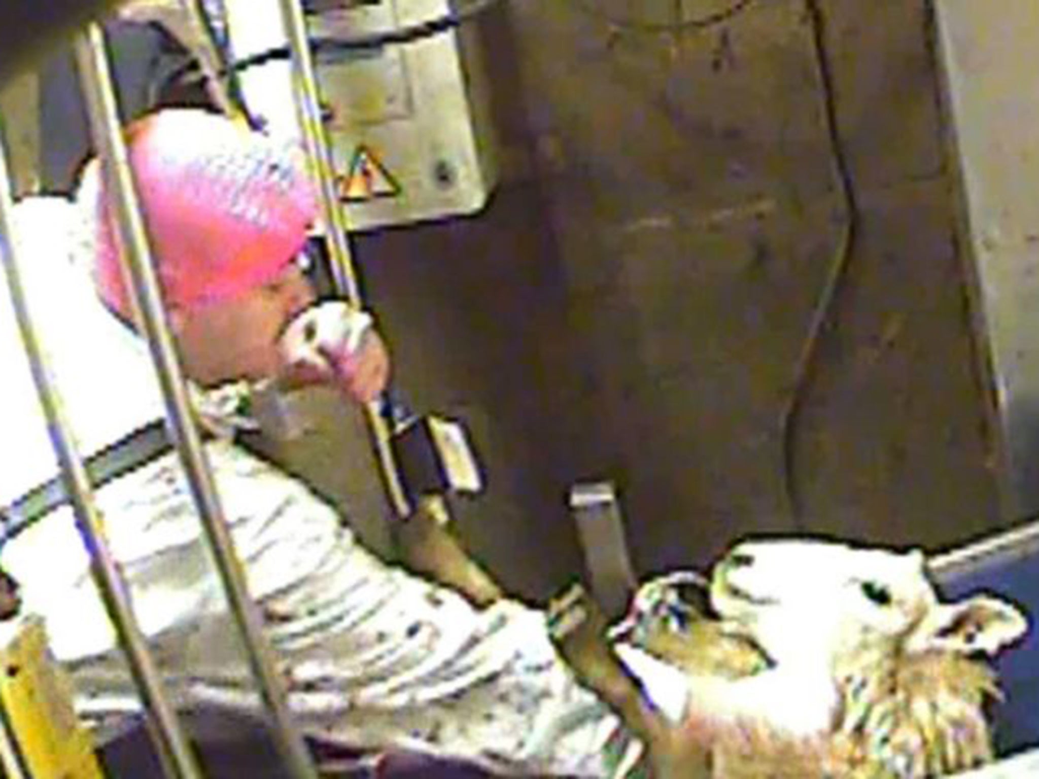 Footage showed workers hacking at animals’ throats and kicking them in the face
