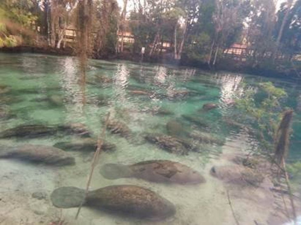 Manatees descend on Florida springs in record numbers The Independent