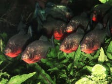 Read more

Girl, 6, dies after piranhas eat her legs when canoe capsizes