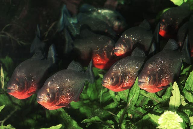 A shoal of red bellied piranha fish found in South America