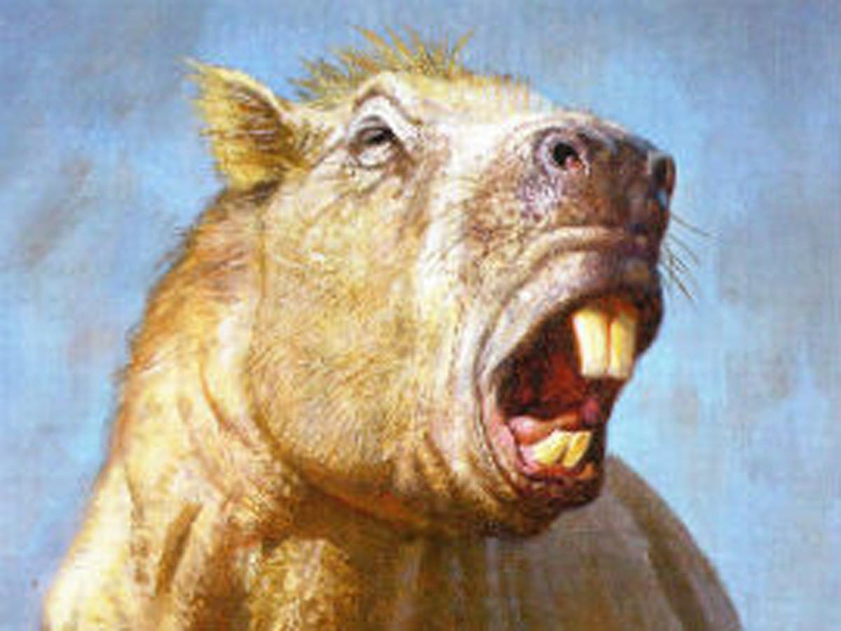 Biggest ever rodent was a huge guinea pig with strong, tusk-like teeth