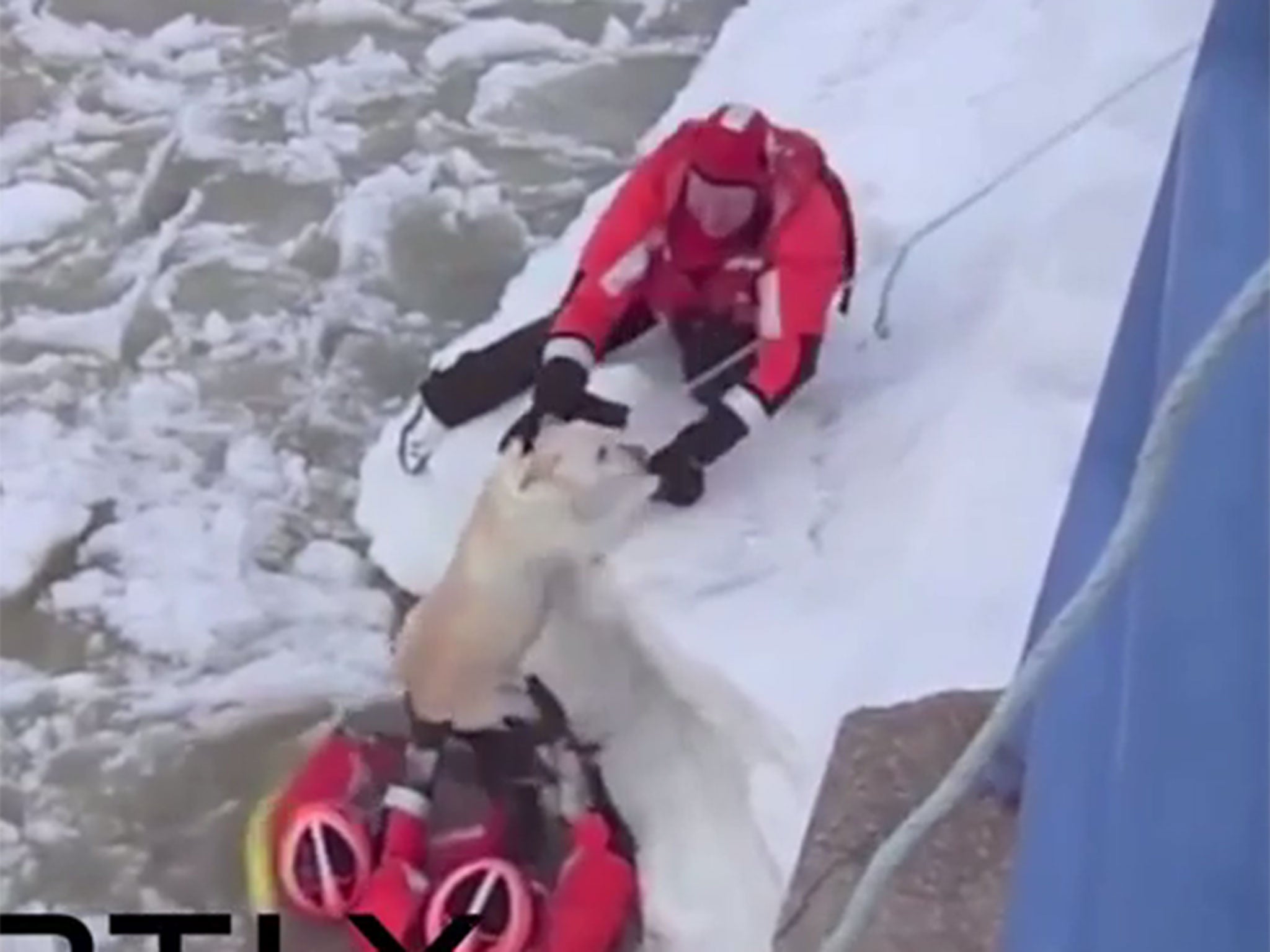 The unidentified Labrador being pulled out of the the freezing river